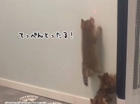 その肉球は吸盤か？末はスパイダーマン確定の子猫、壁を天井まで駆け上る