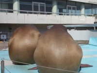 ジャガイモのモノマネをするセイウチ（画像提供：大分マリーンパレス水族館「うみたまご」）