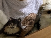 犬柄パジャマを着てたら、愛犬が...　まさかの〝メンバー入り〟にネット民めろめろ「仲間に見えちゃう」