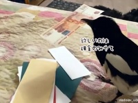 賢すぎる！本物の紙幣のみを選別し、抜き取っていくカササギのスゴ技