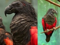 ゴス感満載。赤いマントを身にまとった風、ドラキュラインコの異名を持つアラゲインコ