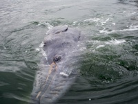 なぜ？アメリカ各地の海岸で次々に打ち上げられる大量のコククジラの死骸。ミステリアスな死の原因は？