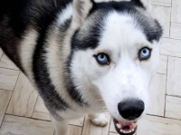 イタリアの犬はイタリア語！飼い主そっくりのイントネーションで会話するハスキー犬（要音声）