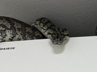 巨大ヘビ、エアコンの上に鎮座する　衝撃光景に1.7万人驚がく「でっっっっっか」「気絶してまう」