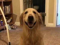 愛犬を連れて車で旅行していた一家が食事中に犬を盗まれる。地元メディアの協力を経て犬を所在が明らかに（アメリカ）