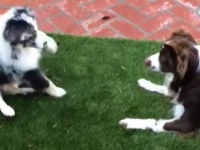 初めましてでひっくり返っちゃった。子犬のジェイクさん、従弟に会って転がった