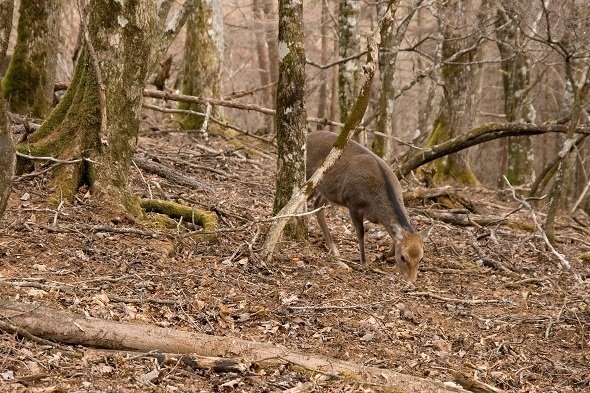 鳥取ではホンシュウジカを捕獲しているとのこと(Σ64さん撮影, Wikimedia Commonsより)
