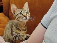 そばにいていい？触れてもいい？冬の夜に拾った子猫、飼い主に惜しみのない信頼と愛情を注ぎ続ける