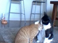 飼い主の留守中、寂しそうにしている弟分の猫を必死に慰める兄貴猫
