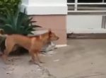 【スゴ技】門のわずかなスキマをすり抜けるワンちゃん♪