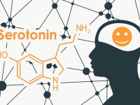 うつ病はセロトニン不足によって生じる、という従来の説に科学的根拠が得られず
