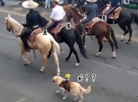 馬のパレードに混じって犬が参戦！ちゃんと騎手も乗ってるんだぜ（人形だけど）