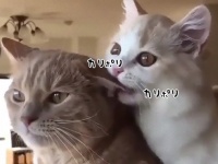 耳はごちそう。猫の耳をおいしそうに食べる猫