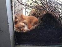 リスが家の窓で巣作ってた。リス一家ががぬくぬく眠る姿に関する海外の反応