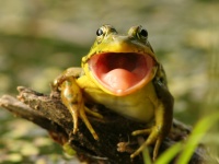 SNSで話題となっている口の中に目玉のあるカエルは本物なのか？コラなのか？※変形カエル出演中