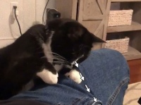 急所一点狙いの猫、息子スティックにクリティカルヒット！