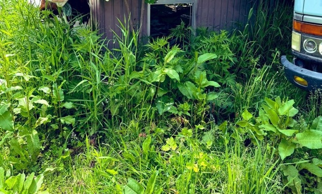 草むらで「脱走犯」と鉢合わせ　さすが北海道な〝目撃情報〟に300万インプ「モー驚いた」