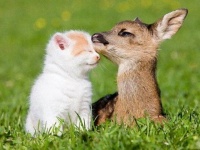童話の世界から抜け出て来たの？かわいい小鹿と動物たちのほんわか仲良し写真集