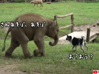 犬と友達になりたい子象が、あそぼ、あそぼと積極アプローチ