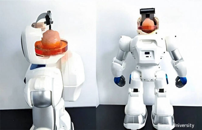 人間の細胞を培養して作った脳で動くロボットが中国で開発される