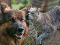 犬派も猫派もニヤニヤ！たまらなくカワイイ犬猫画像22選(*´ω｀*)