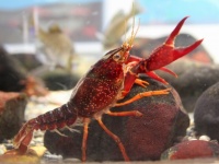 井の頭池にも繁殖するアメリカザリガニ（以下、井の頭自然文化園水生物館提供）