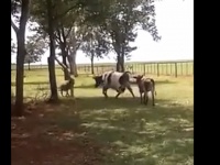 曙かよ！小さなヒツジが自分よりも二回り大きいウシを瞬殺ノックアウト【衝撃動画】