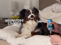 こうですね？歯ブラシの時間になると歯茎をむき出して準備する犬のルーティーン