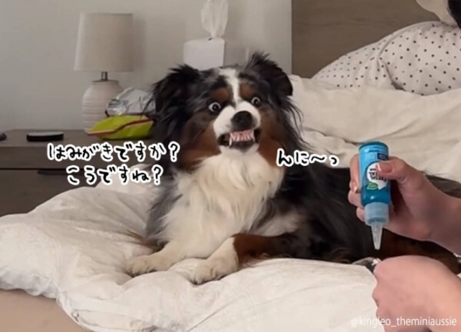 こうですね?歯ブラシの時間になると歯茎をむき出して準備する犬のルーティーン