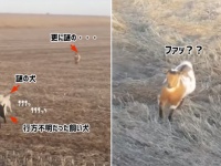 行方不明になっていた飼い犬を探しに出かけたら、謎の犬とヤギを仲間に従えていた件（アメリカ）