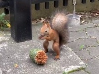 モグモグ...（画像は在札幌米国総領事館が投稿した動画のスクリーンショット）