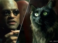 ハリウッド映画に自慢の愛猫を無理やり登場させるインスタグラムのアカウント