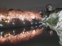 「千代田のさくらまつり」