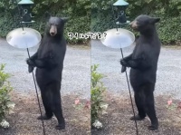 クマが二足立ちで鳥の餌を食べている姿があまりにも人間じみていた