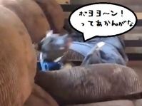 ソファーの上にドスンってしたら隙間にぼへえええ！ワンコのベタなずっこけハプニング動画がツイッターで話題沸騰中