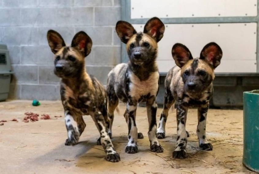 動物園で生まれた絶滅危惧種のリカオン。両親が育児放棄するもゴールデンレトリバーが代理母に