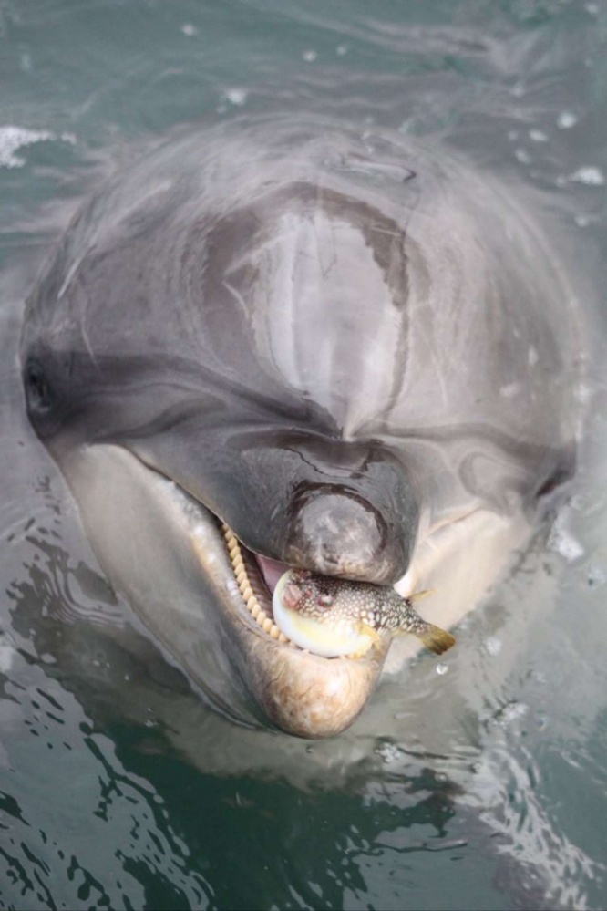放してほしそう(画像は海中水族館シードーナツの公式Xより、再掲)