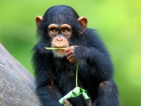 アメリカの動物園で糞を無料プレゼント！？