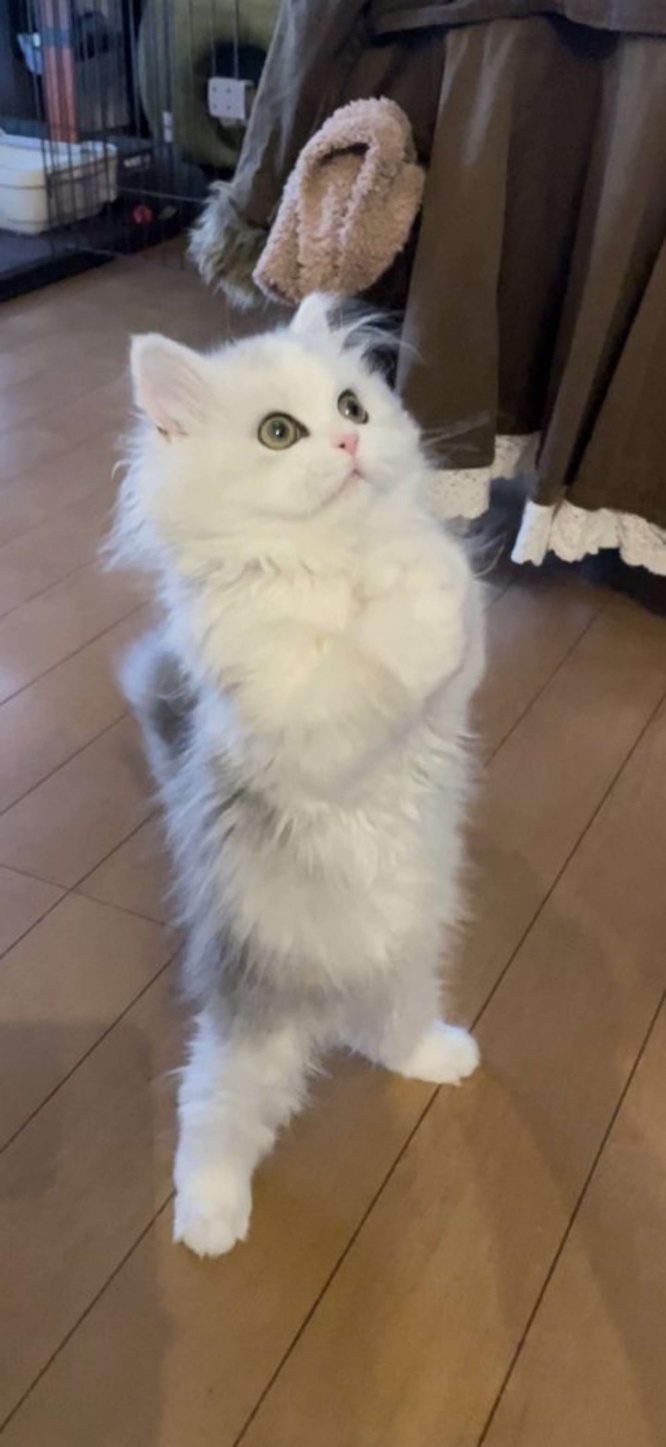 普段のノーマンくん（ネコランド(＠NEKOLAND13)さん）