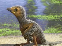 鳥の進化を解き明かす1億2700万年前のエナンティオルニスの雛（ヒナ）の化石