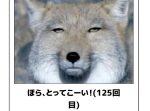 【閲覧注意】あなたを呼吸困難にする動物のボケて11選