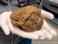 茶色の毛玉の塊は3万年前のリスであることが判明。氷河期に冬眠したまま永遠の眠りに