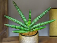 緑色のヘビみたいな多肉植物「サンセベリア」がインスタグラムで大人気！