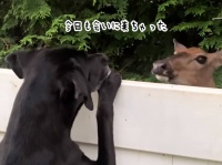 親友みーつけた！フェンス越しから犬に毎日会いに来る鹿