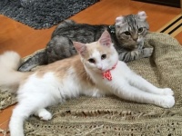 科学的に証明されている、猫を飼うことの10のメリット