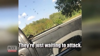 米ノースカロライナ州で、大型ハリケーン通過後に巨大な蚊が大量発生！