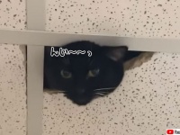電力いらず！だが常に監視してくれるかどうかは猫次第。自由意志で起動する猫監視カメラ