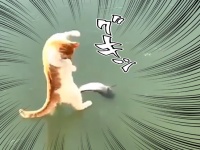 私の前に魚がある。だがしかし・・・凍った池に突き出た魚に直面した猫の苦悩と葛藤と格闘の狭間