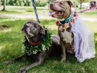 強い絆で結ばれた2匹の保護犬を一緒に引き取ってほしい。施設は2匹の結婚式を挙げることに