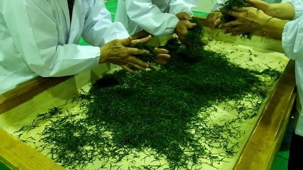 時間がかかる手揉み作業（静岡県茶手揉保存会牧之原支部公式フェイスブックより）